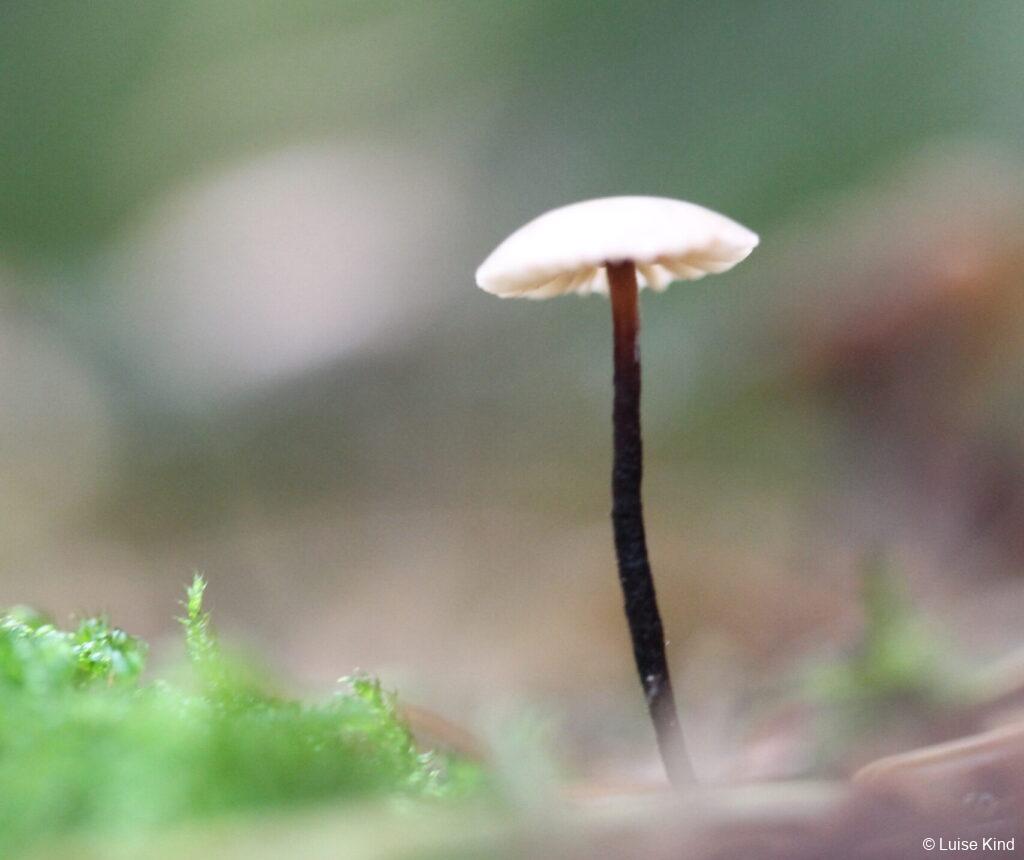 Bild - kleiner Pilz