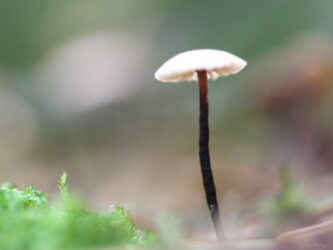 Wunderwelt der Winzlinge – Makrofotografie